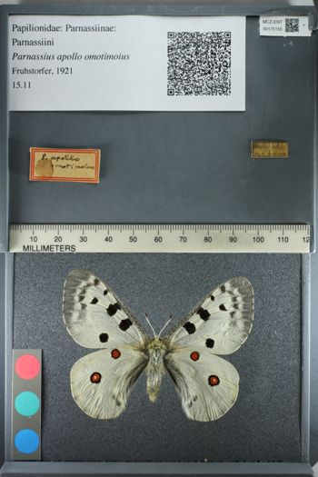 Media type: image;   Entomology 175155